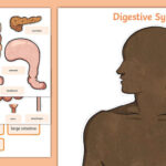 Digestive System Worksheet Cut Outs Science Resources