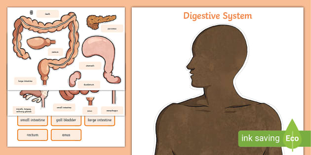 Digestive System Worksheet Cut Outs Science Resources