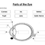 Ejercicio Interactivo De Parts Of The Eye