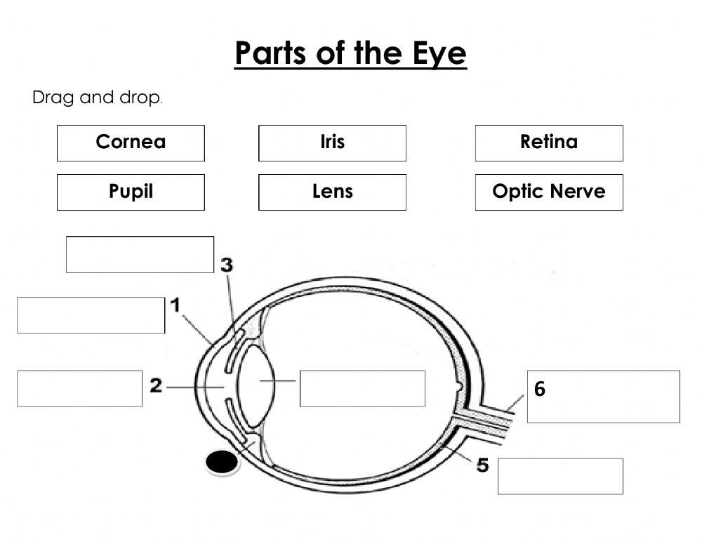 Ejercicio Interactivo De Parts Of The Eye