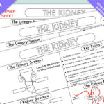 GCSE Biology Kidney Structure And Function Worksheet UPDATED