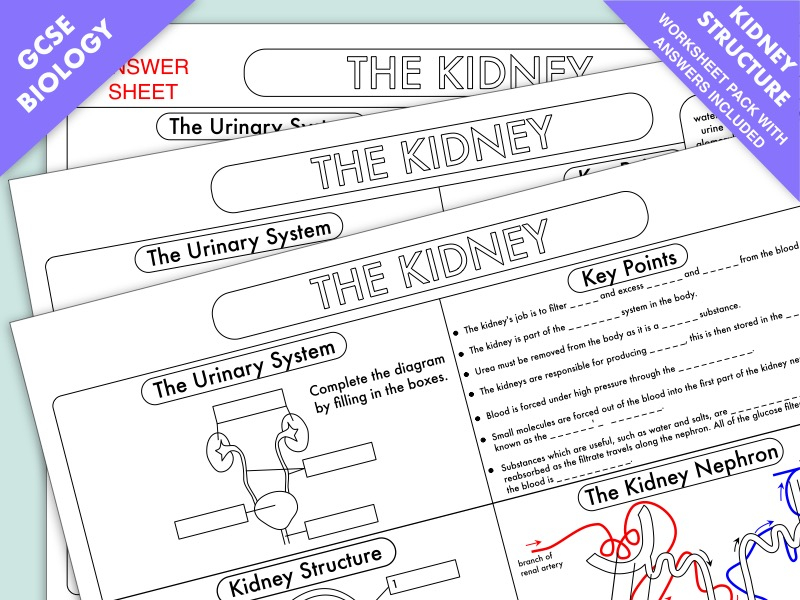 GCSE Biology Kidney Structure And Function Worksheet UPDATED 