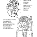 Kidney Worksheet Mmeb w