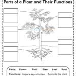 Parts Of A Plant Worksheets