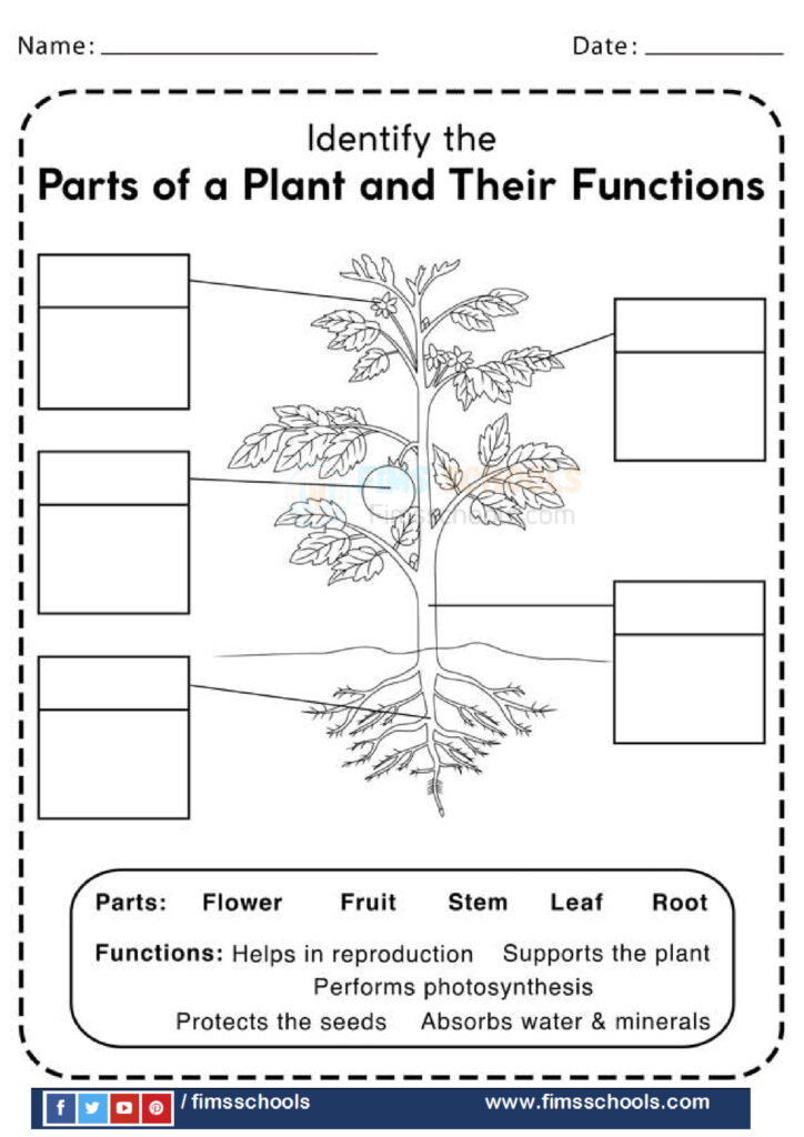 Parts Of A Plant Worksheets