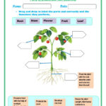 Parts Of Plants And Their Functions Worksheet