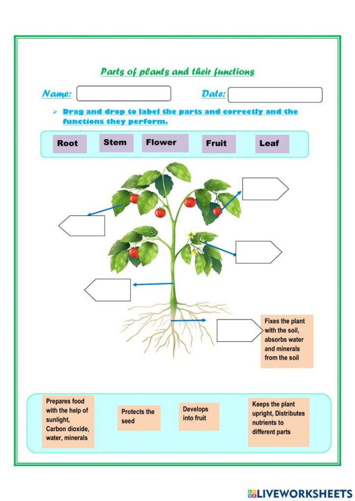 Parts Of Plants And Their Functions Worksheet