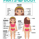 Parts Of The Body Worksheets K5 Learning My Body Online Kindergarten