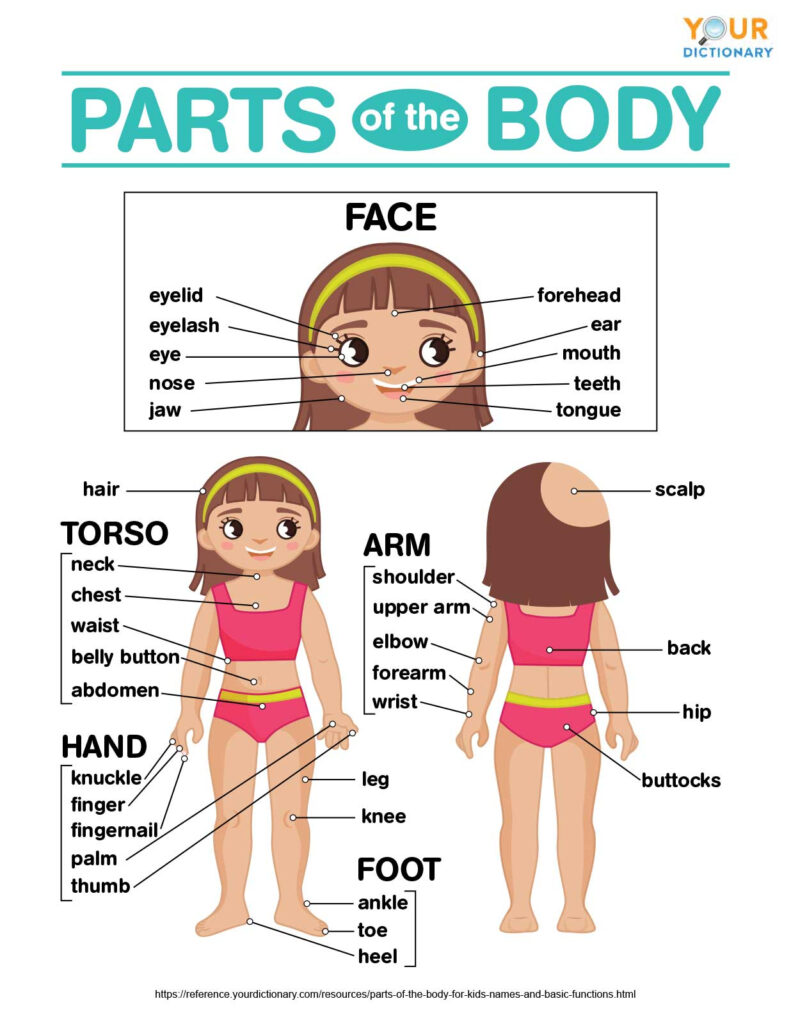 Parts Of The Body Worksheets K5 Learning My Body Online Kindergarten 