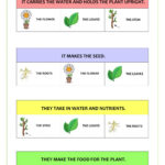 Parts Of The Plant And Their Functions Interactive Worksheet