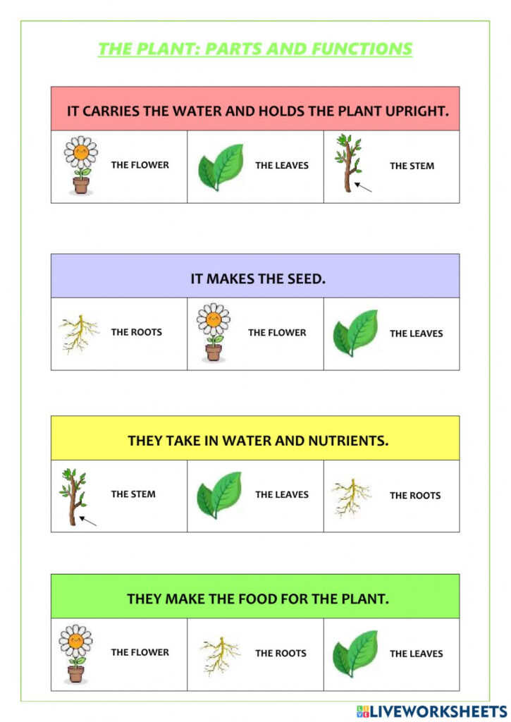 Parts Of The Plant And Their Functions Interactive Worksheet