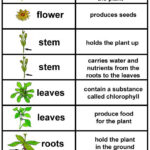 Pin By Angie Galvan On Teaching Parts Of A Plant Plant Lessons