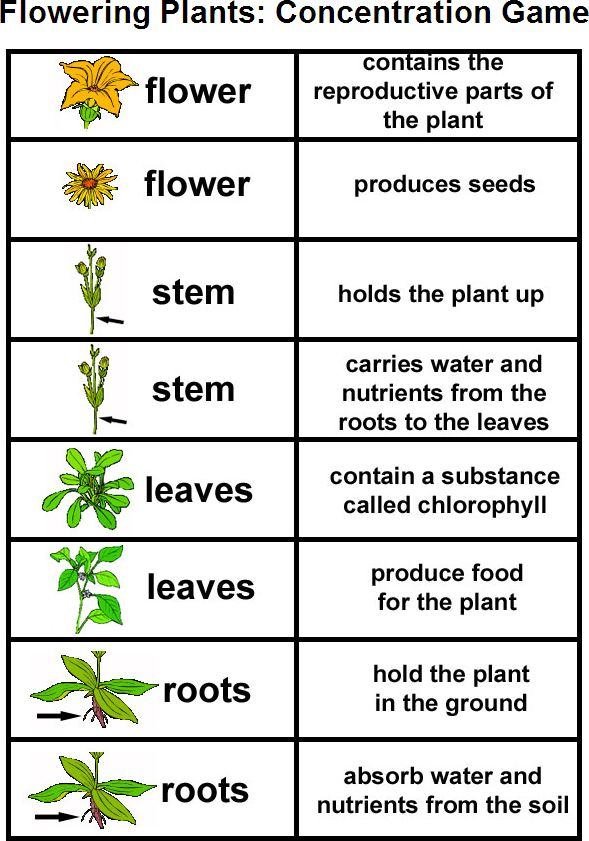 Pin By Angie Galvan On Teaching Parts Of A Plant Plant Lessons 