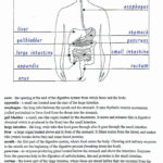 Renal Physiology Worksheet Free Download Goodimg co