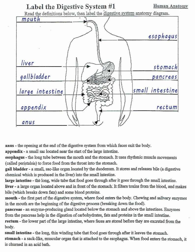  Renal Physiology Worksheet Free Download Goodimg co