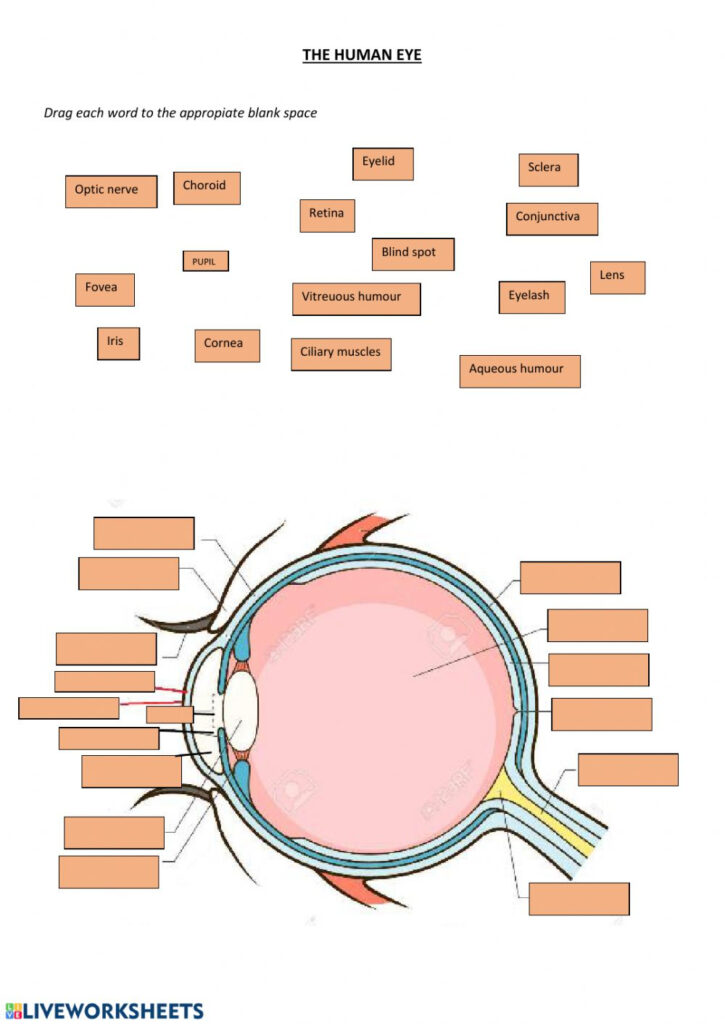 The Human Eye Worksheet